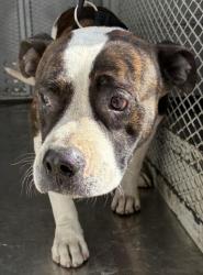 Shelter Stray Male Dog last seen Near BLOCK TROY ST, BAKERSFIELD CA 93306, Bakersfield, CA 93308