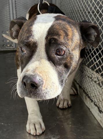 Shelter Stray Male Dog last seen Near BLOCK TROY ST, BAKERSFIELD CA 93306, Bakersfield, CA 93308