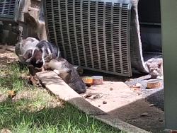Found/Stray Female Cat last seen Glen , Auburn, AL 36832
