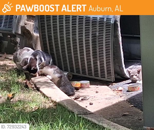 Found/Stray Female Cat last seen Glen , Auburn, AL 36832