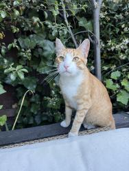 Lost Male Cat last seen Nicol and Coolage Ave , Oakland, CA 94602