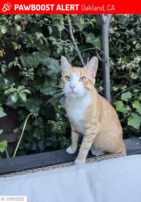 Lost Male Cat last seen Nicol and Coolage Ave , Oakland, CA 94602