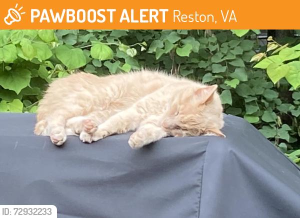 Found/Stray Unknown Cat last seen North Point Shopping Center, Reston, VA 20194