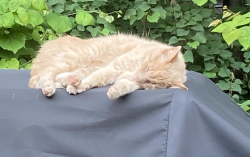 Found/Stray Unknown Cat last seen North Point Shopping Center, Reston, VA 20194