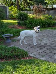 Reunited Female Dog last seen Pembrook , Poughkeepsie, NY 12603