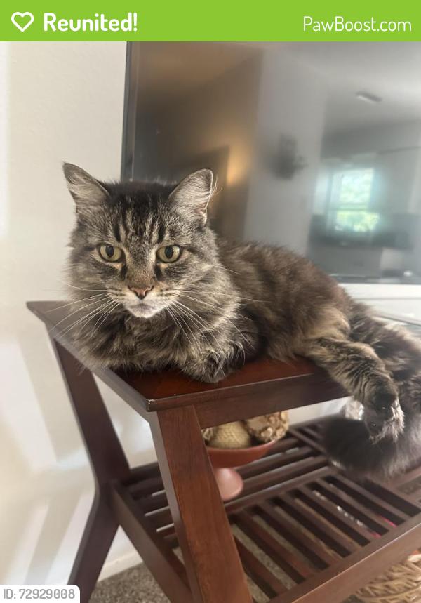 Reunited Female Cat last seen Duncanwood and Woodmont, Sarasota, FL 34232