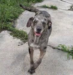 Lost Female Dog last seen Tarlton and Ayers, Corpus Christi, TX 78415