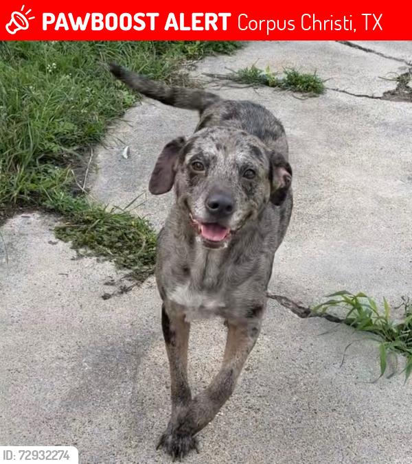 Lost Female Dog last seen Tarlton and Ayers, Corpus Christi, TX 78415