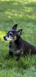 Reunited Male Dog last seen Near 53rd ave s, Tukwila, WA 98168