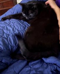 Reunited Male Cat last seen Hidden Acres, North Fort Myers, FL 33903