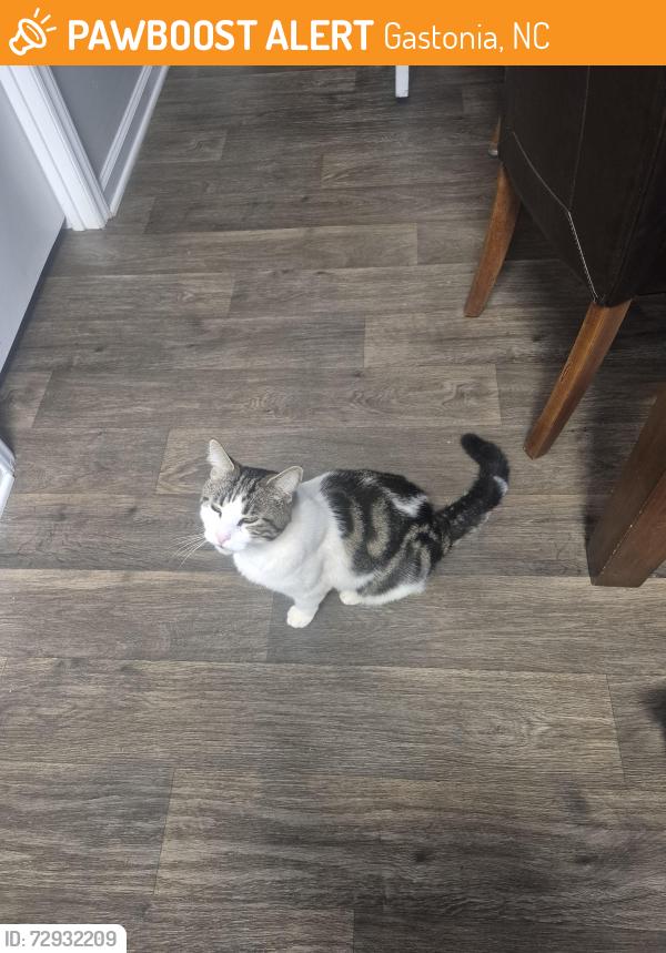Found/Stray Unknown Cat last seen Near mclean st, in ashbrook village, besides asbrook highschool, Gastonia, NC 28054
