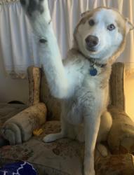 Reunited Male Dog last seen Lake Griffin state park Trail, Fruitland Park, FL 34731