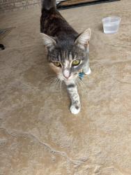 Found/Stray Unknown Cat last seen Horseshoe Trail, Aledo, TX 76008