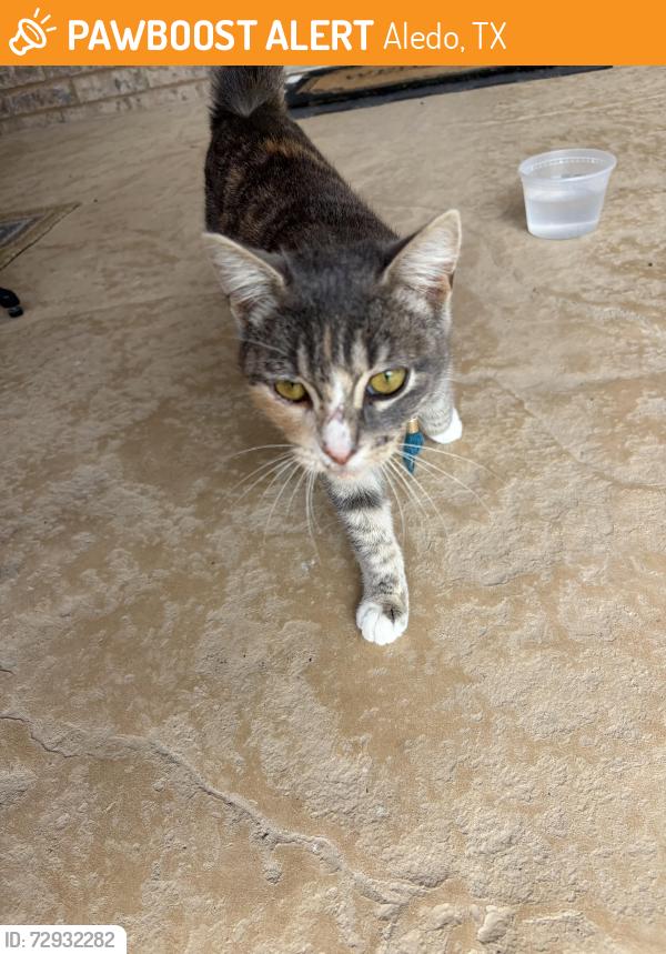 Found/Stray Unknown Cat last seen Horseshoe Trail, Aledo, TX 76008