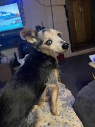 Lost Male Dog last seen South street and Minnesota Street , Ostrander, MN 55961