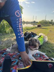 Lost Male Dog last seen Cortez Drive Dallas , Dallas, TX 75220