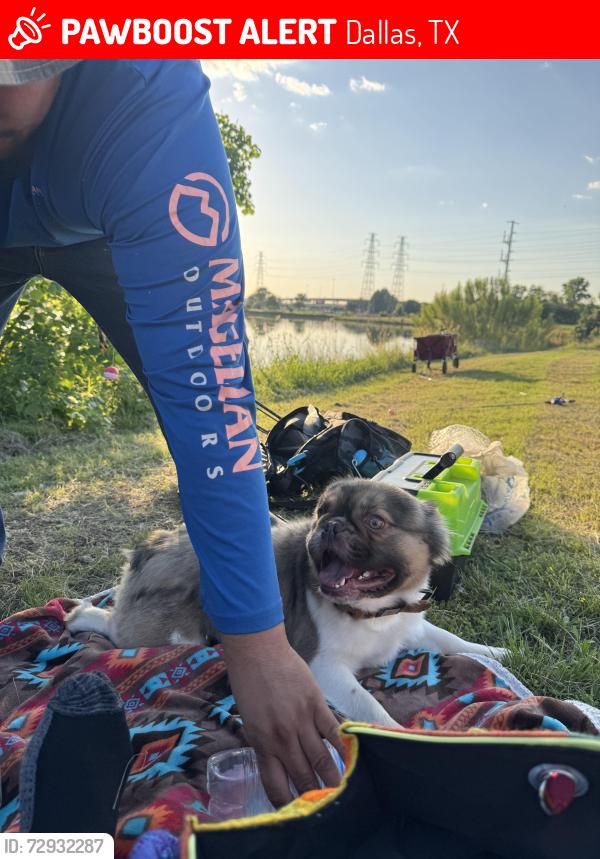 Lost Male Dog last seen Cortez Drive Dallas , Dallas, TX 75220