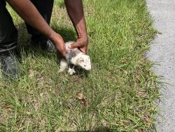 Found/Stray Unknown Ferret last seen Just south of the Shade structure by the dog park, Hollywood, FL 33021