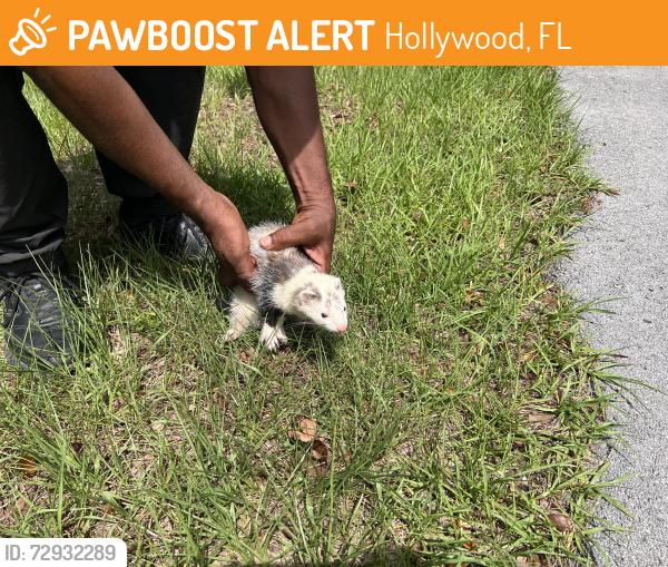 Found/Stray Unknown Ferret last seen Just south of the Shade structure by the dog park, Hollywood, FL 33021