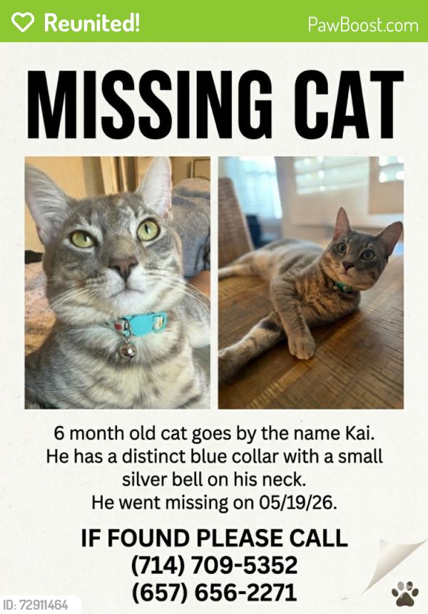 Reunited Male Cat last seen East St  and  Ball Rd, Anaheim, CA 92805