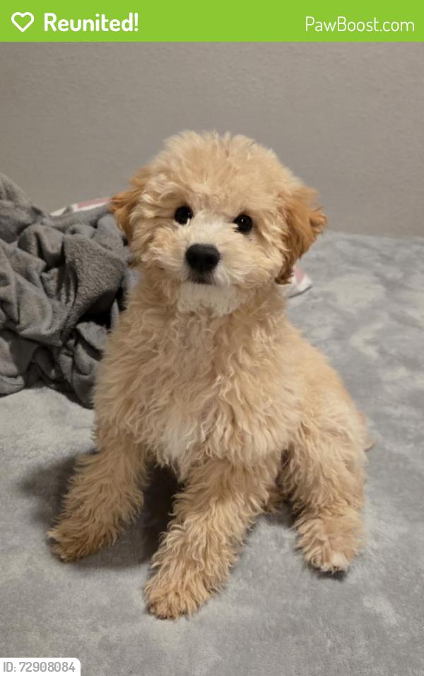 Reunited Male Dog last seen Nellis y tropicana, Las Vegas Valley, NV 89121