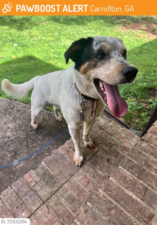 Found/Stray Male Dog last seen Belva St. , Carrollton, GA 30117
