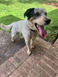 Found/Stray Male Dog last seen Belva St. , Carrollton, GA 30117