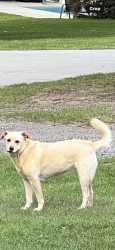 Reunited Female Dog last seen Corner of 441 and 521, Dalzell, SC 29040