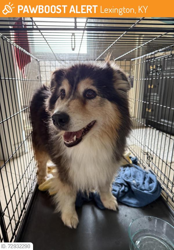 Surrendered Female Dog last seen Keene road between Firebrook Blvd. and Military Pike, Lexington, KY 40513