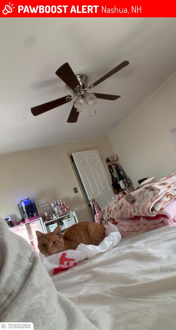 Lost Male Cat last seen Elm street, Nashua, NH 03060