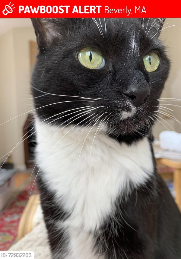 Lost Female Cat last seen Central, Beverly, MA 01915