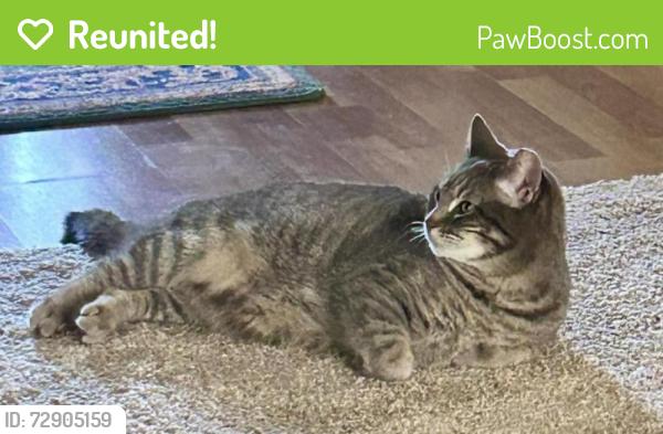 Reunited Female Cat last seen Beverly Hills Ln and Galloway, behind the Cracker Barrell in Mesquite, Mesquite, TX 75150