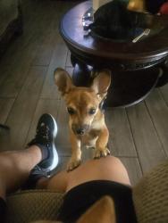Reunited Male Dog last seen Bonanza and Nellis, Sunrise Manor, NV 89110