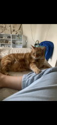 Lost Male Cat last seen Riverview high school , Riverview, MI 48193