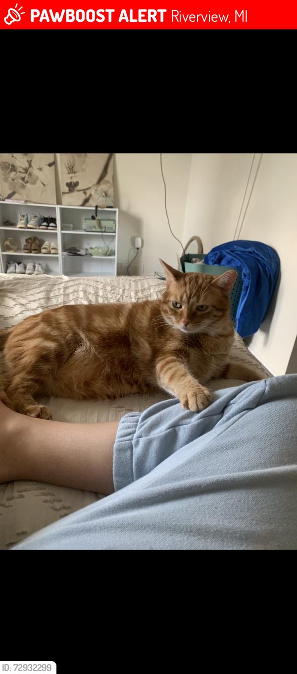 Lost Male Cat last seen Riverview high school, Riverview, MI 48193