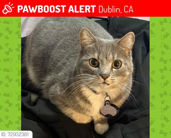 Lost Female Cat last seen Village Parkway and Tamarack Drive near Frederickson Elementary, Dublin, CA 94568