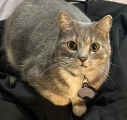 Lost Female Cat last seen Village Parkway and Tamarack Drive near Frederickson Elementary, Dublin, CA 94568