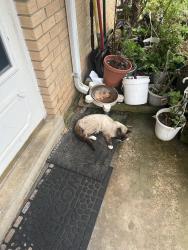 Found/Stray Male Cat last seen Andromeda Drive and Hatchetts Ct, Burke, VA 22015