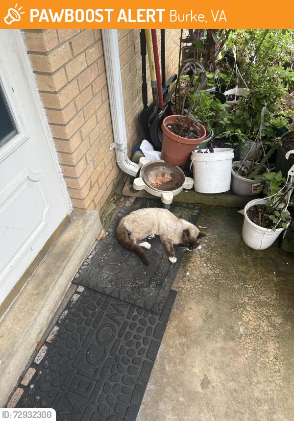 Found/Stray Male Cat last seen Andromeda Drive and Hatchetts Ct, Burke, VA 22015