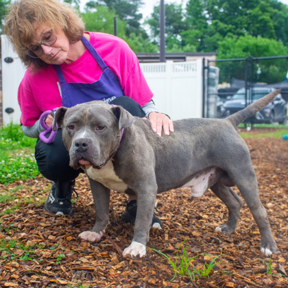 Shelter Stray Male Dog last seen Near Emerald North Circle Decatur, 30035, 30035, GA, Atlanta, GA 30341