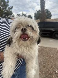 Reunited Male Dog last seen Doniphan and Reed, El Paso, TX 79932