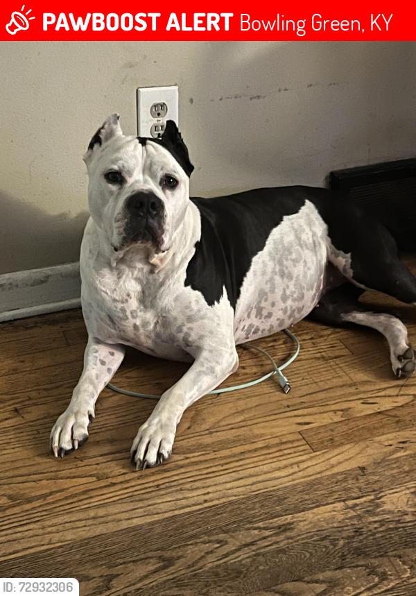 Lost Female Dog last seen Off of Russellville road. Springhill subdivision , Bowling Green, KY 42101