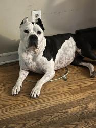 Lost Female Dog last seen Off of Russellville road. Springhill subdivision , Bowling Green, KY 42101
