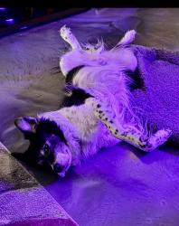 Reunited Male Dog last seen GLEN ECHO DRIVE OLD HICKORY TN , Green Hill, TN 37138