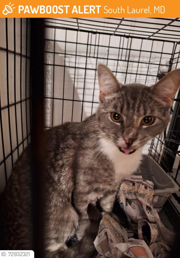 Found/Stray Male Cat last seen Bignonia Dr and Basswood Dr, South Laurel, MD 20708