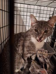 Found/Stray Male Cat last seen Bignonia Dr and Basswood Dr, South Laurel, MD 20708