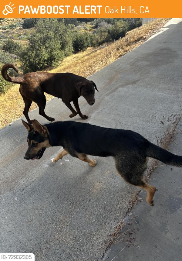 Found/Stray Female Dog last seen Baldy Mesa, Oak Hills, CA 92344