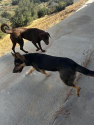 Found/Stray Female Dog last seen Baldy Mesa, Oak Hills, CA 92344