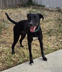 Found/Stray Male Dog last seen West Los Angeles Dr. Vista, CA 92083, Vista, CA 92083