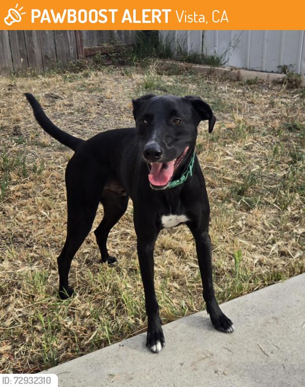 Found/Stray Male Dog last seen West Los Angeles Dr. Vista, CA 92083, Vista, CA 92083
